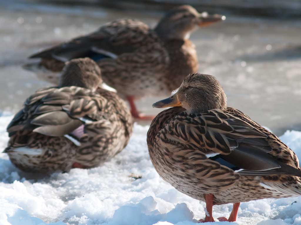 Im Winter im Park