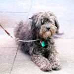 Niedlicher wuscheliger Hund zu Besuch beim Thämers