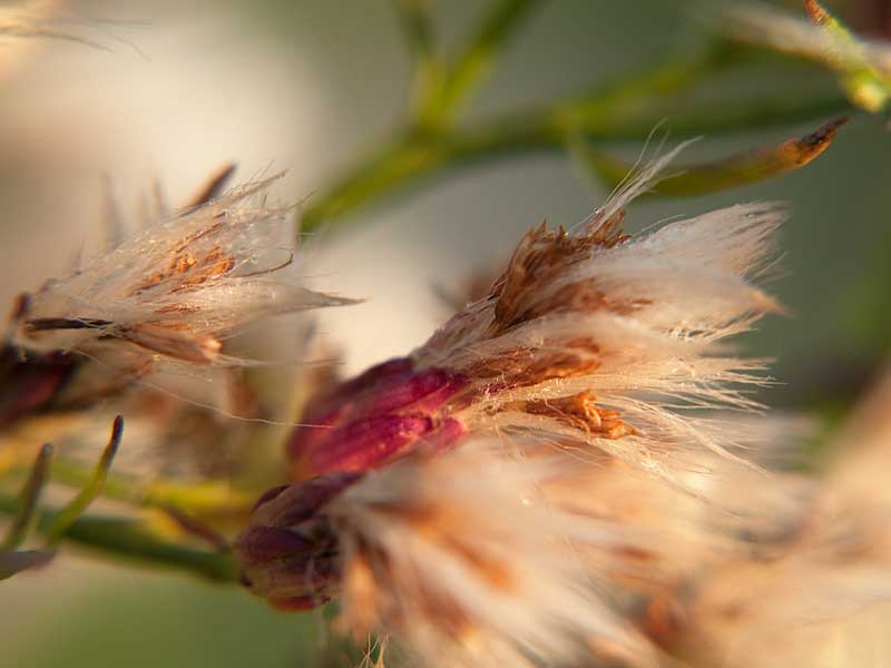 Makro Schillig